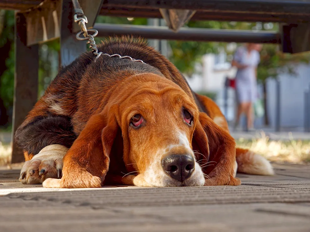 Basset hound