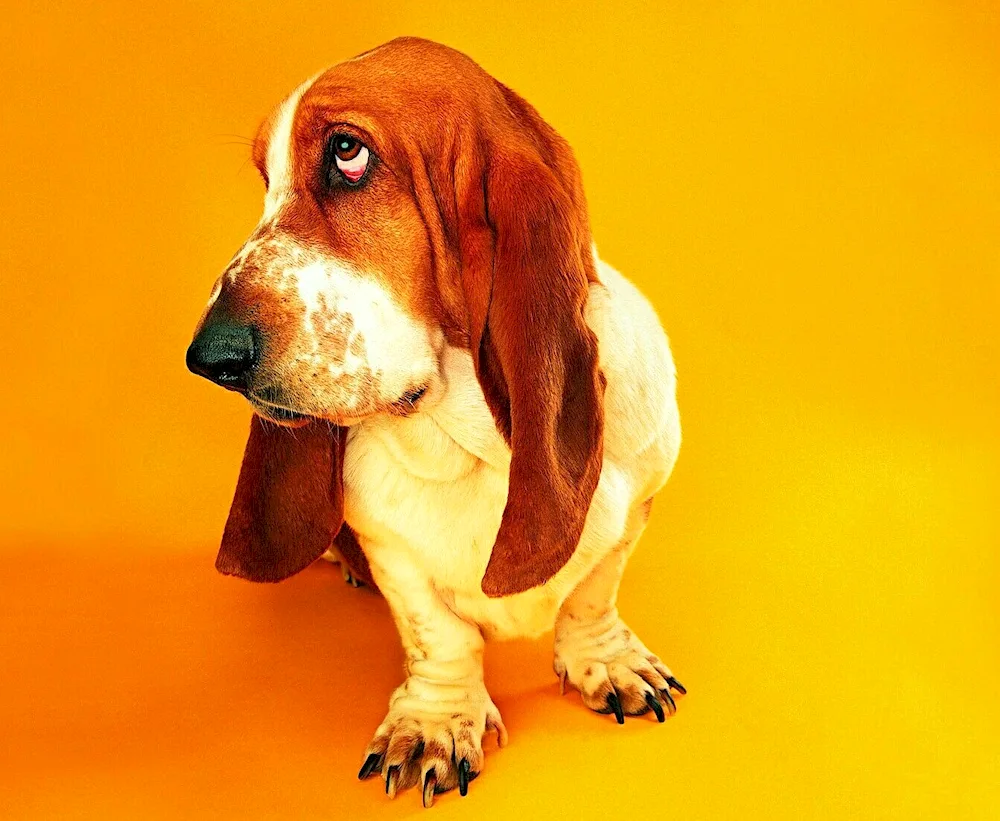 Bloodhound and Basset
