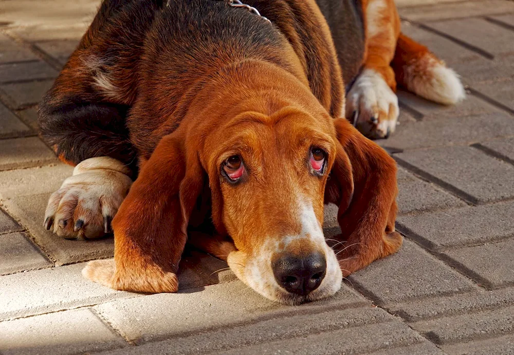 Bloodhound and Basset