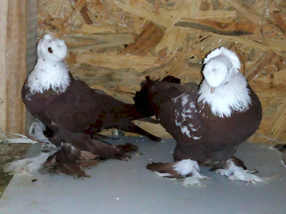 Short-billed Thurman