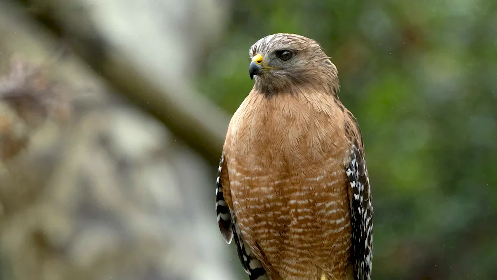 Hawk Red-tailed Sarych