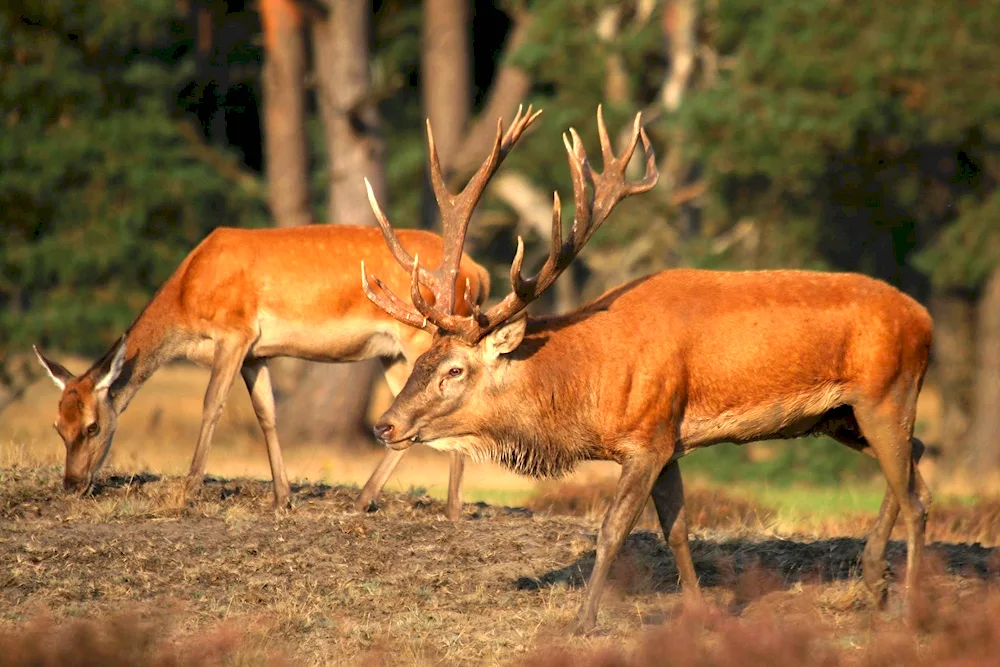 Bearded deer and fawn