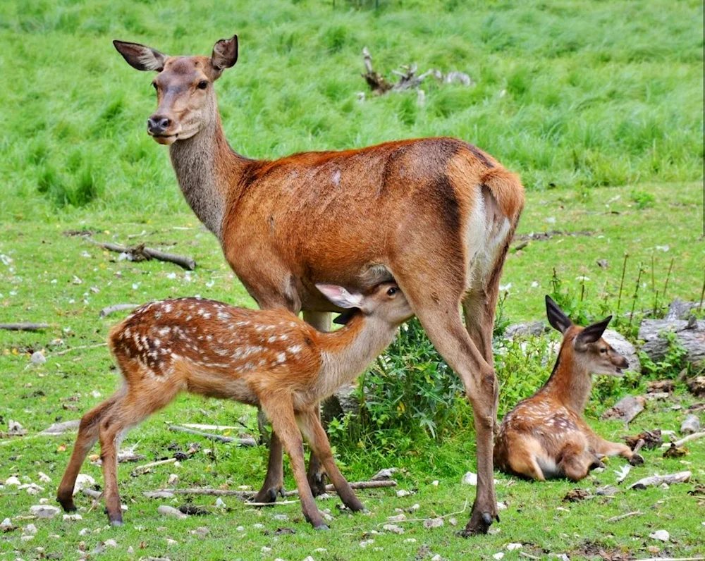 Deer wapiti