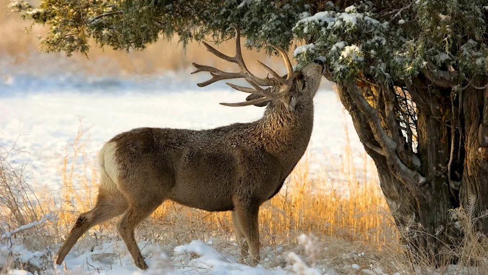 Winter forest with animals