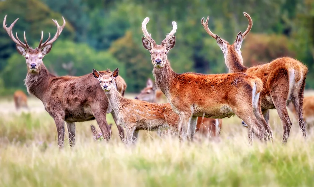 Bearded reindeer