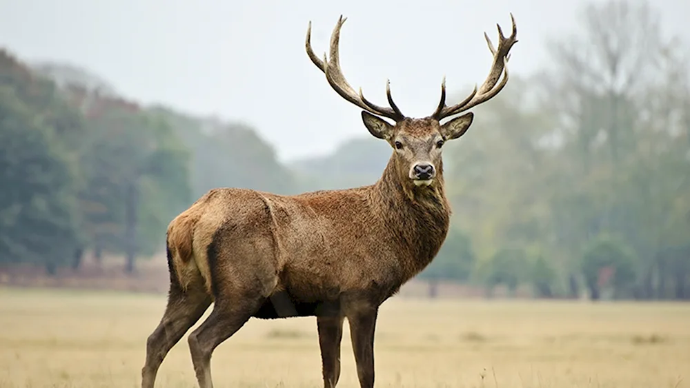 Deer and fawn