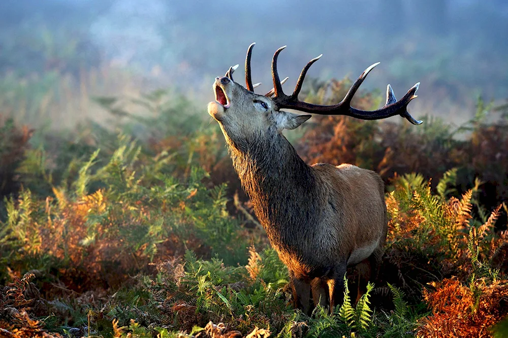 Blagorodnyi Reindeer elk