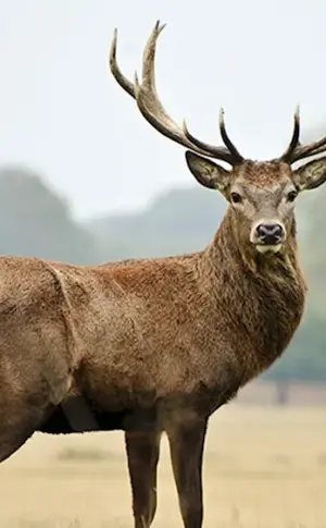 Noble deer