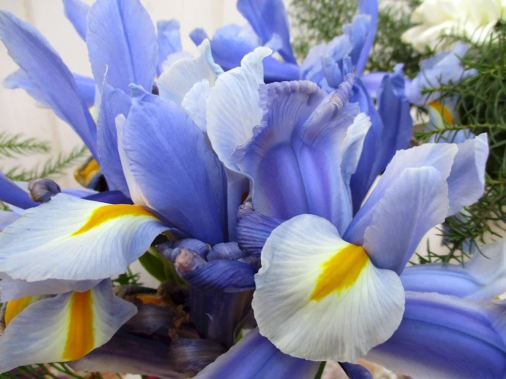 Iris bouquet