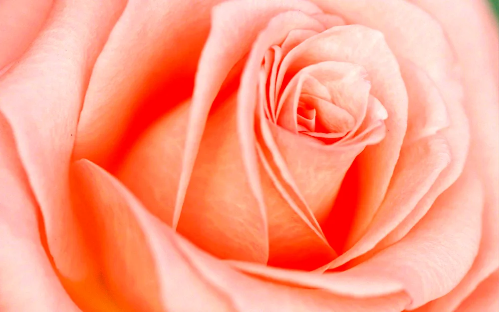 Pink blossom background