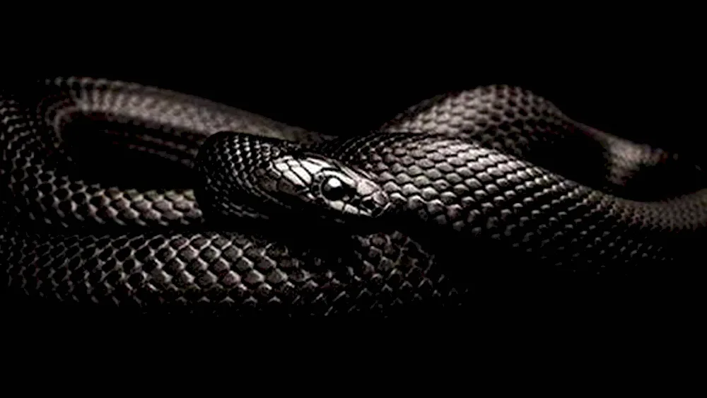 Blake Snake black snake