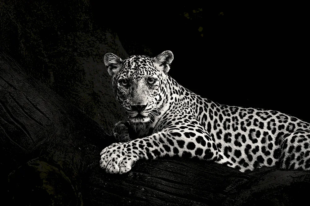 Black Leopards