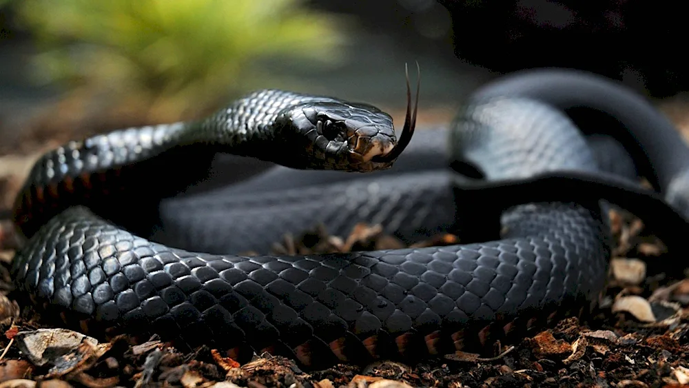 Black Aspid snake