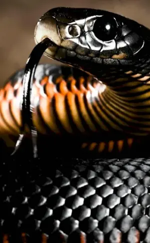 Black Mamba black snake