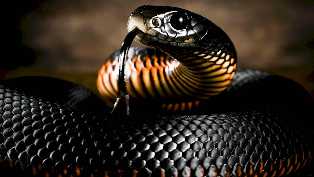 Black Masked black snake