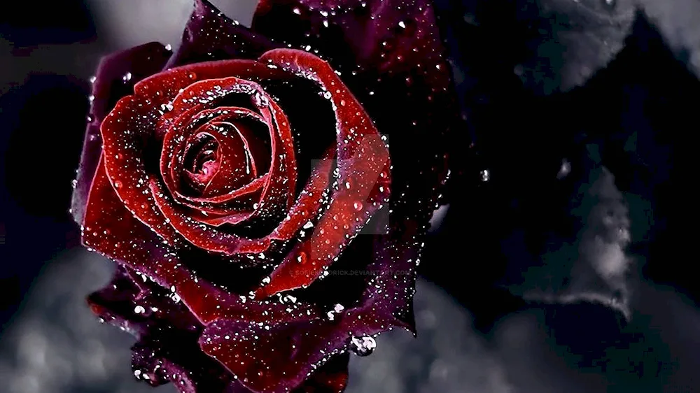 Black Rose red. Rose