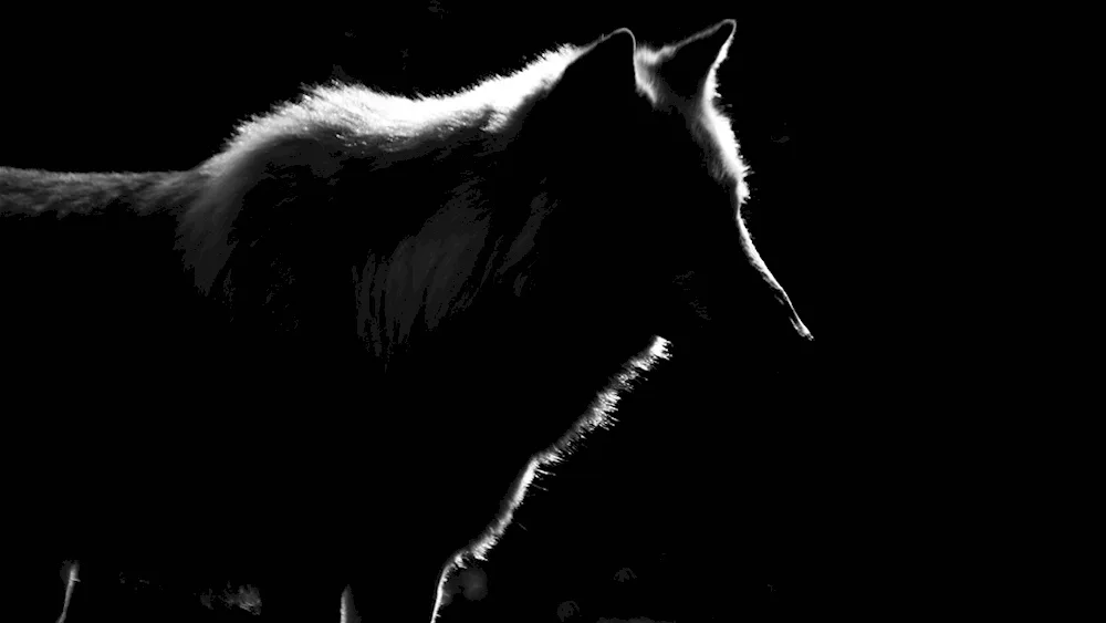 Black Wolf