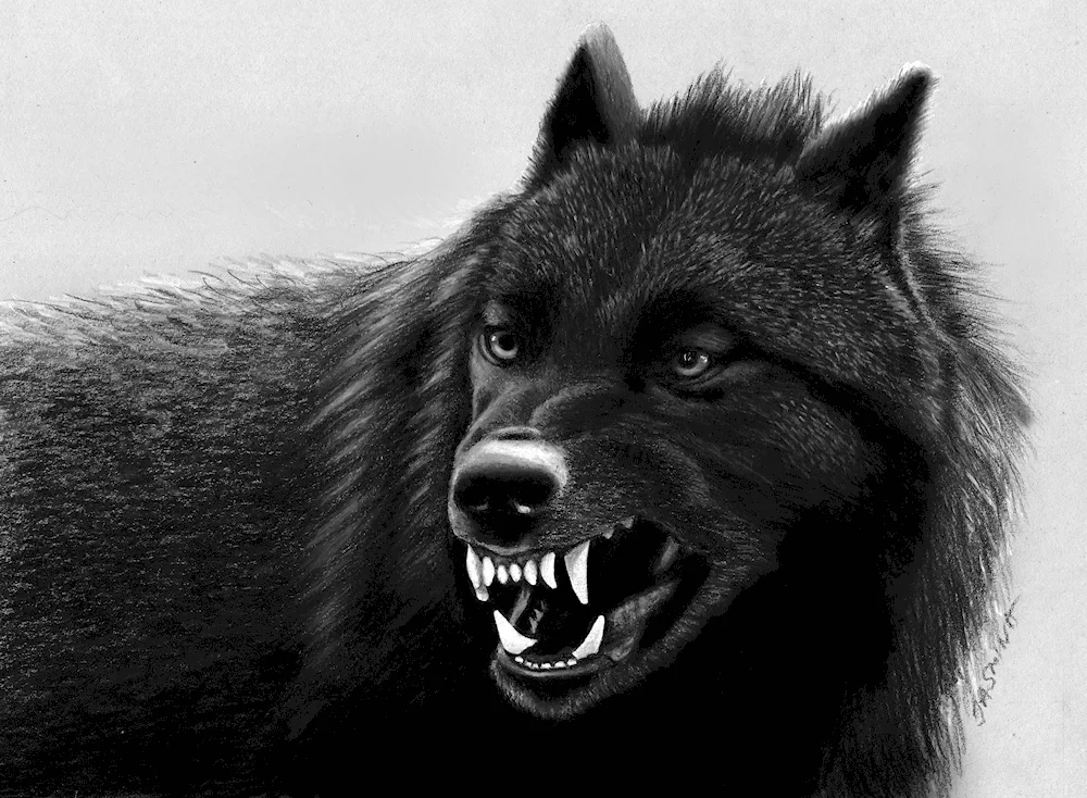 Black Wolf wolf wolf wolf