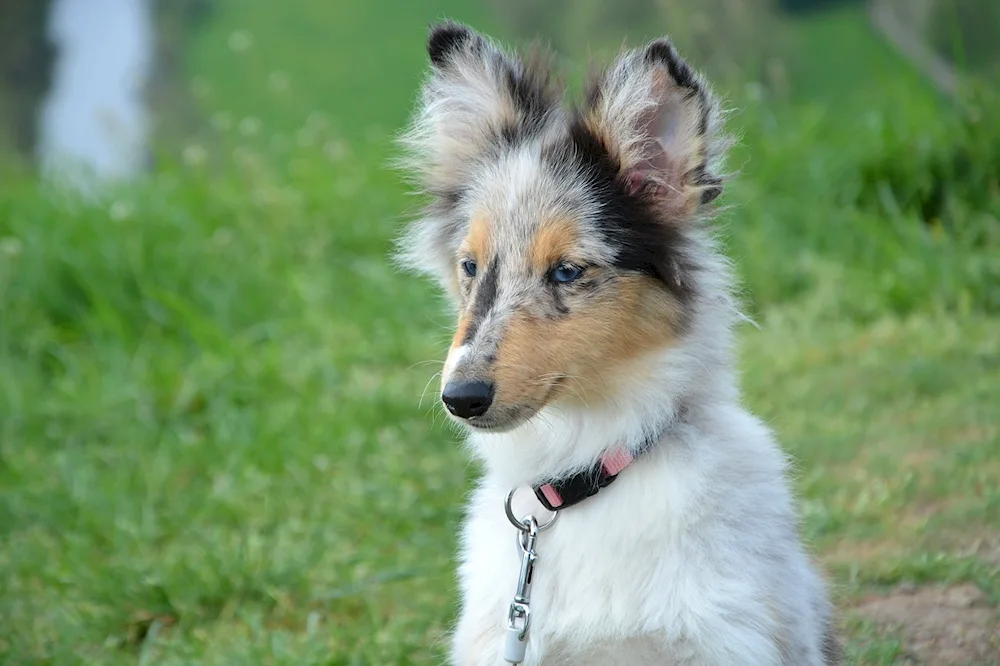 Blue Merle