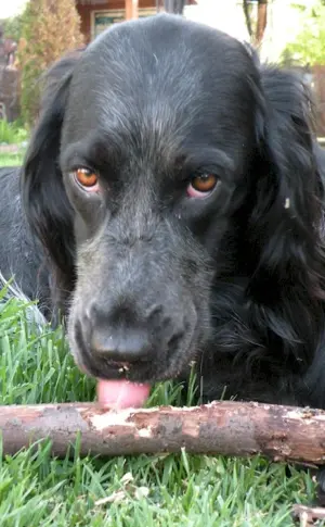 Blue Picardy spaniel