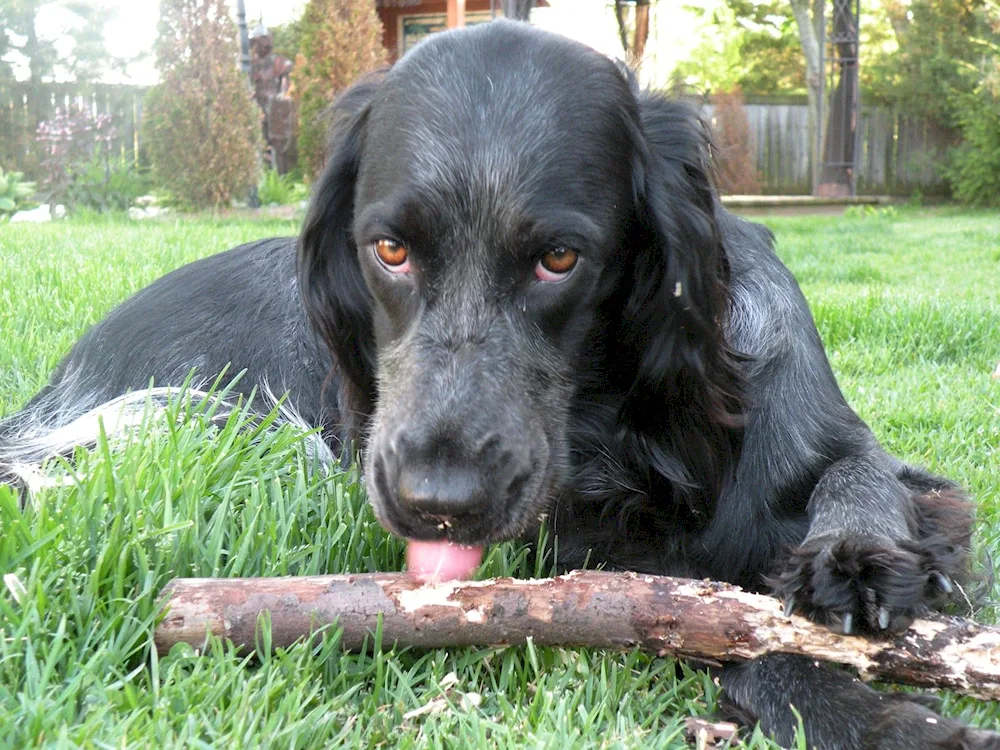 Blue Picardy spaniel