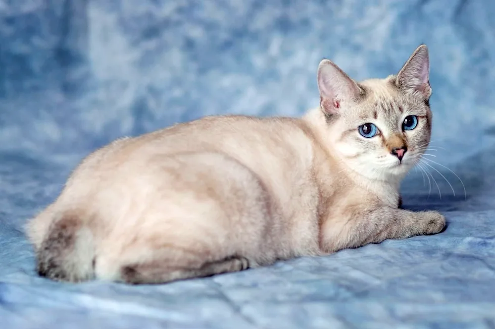 Blue Tabby Point Thai cat