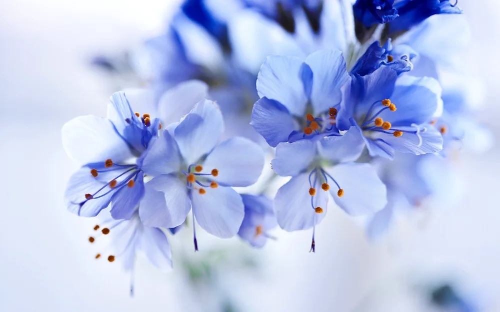 Blue Flower