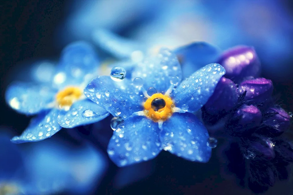 Blue Flower