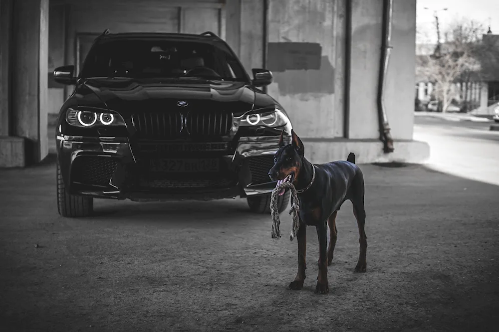 The guy in a mask near the car