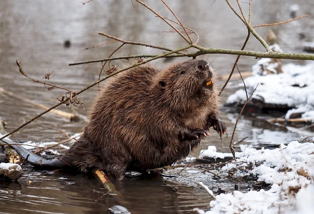 Beaver.