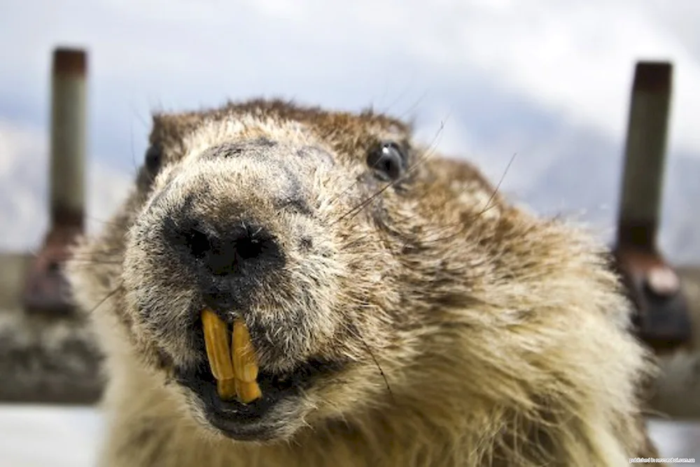 Beaver Beaver Bobrick