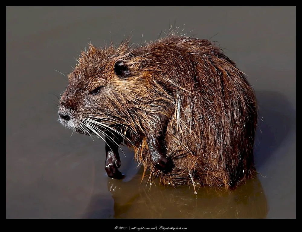 Nutria muskrat Beaver