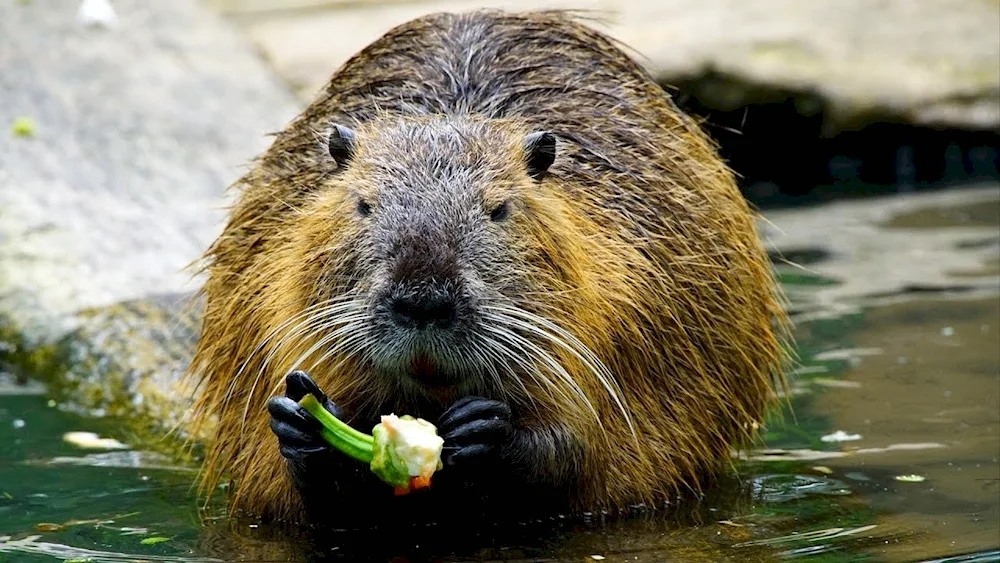 Beaver muskrat nutria