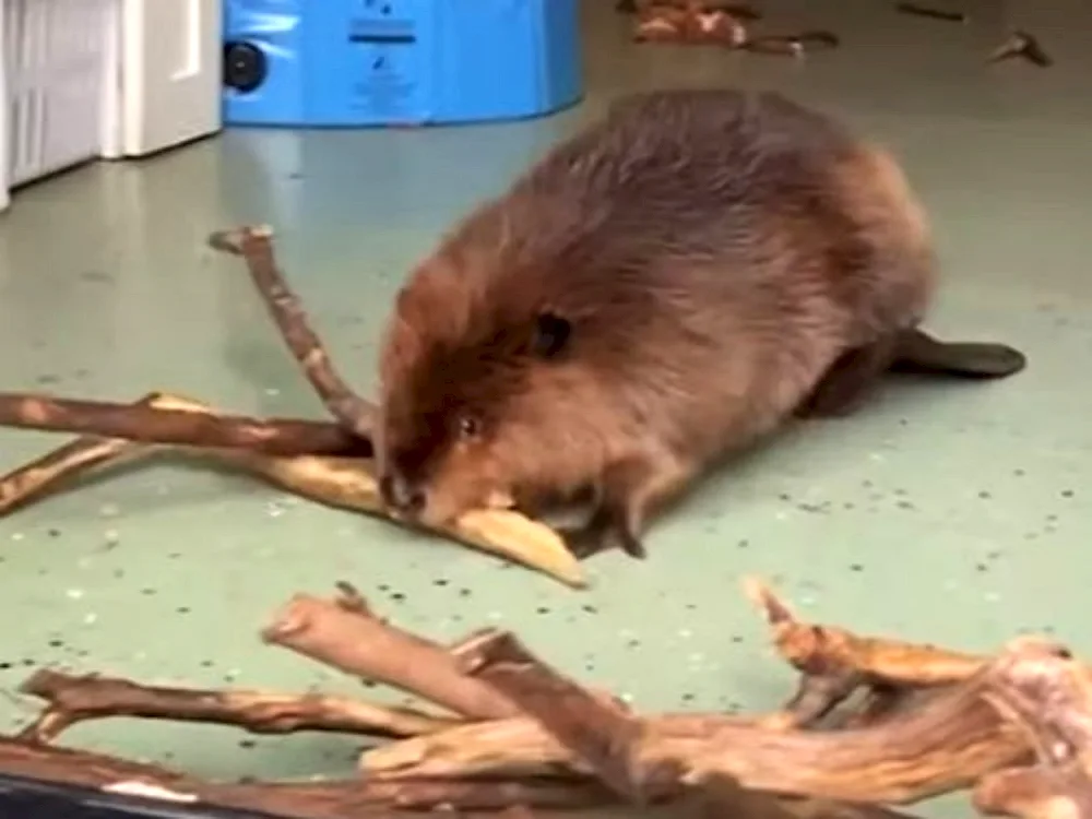 Beaver builds a carpentry. River Beaver