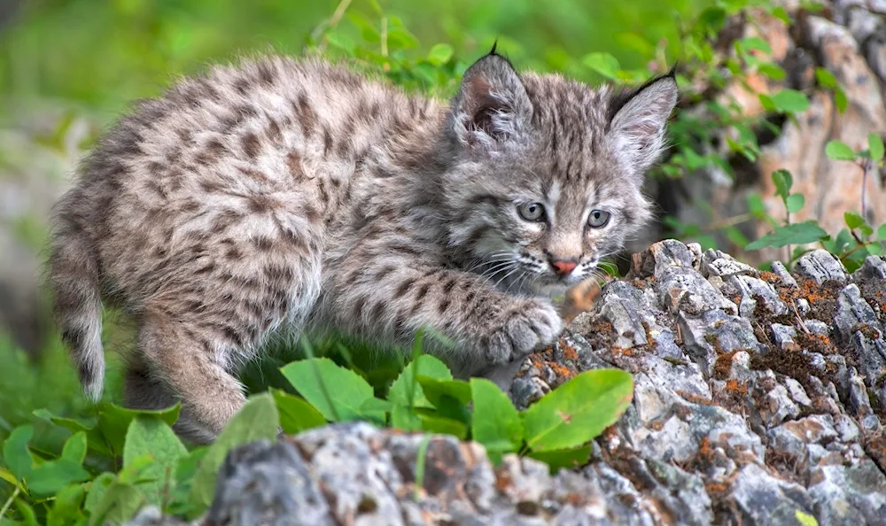 Bobcat cat breed