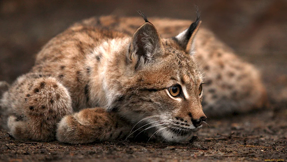 Bobcat Lynx