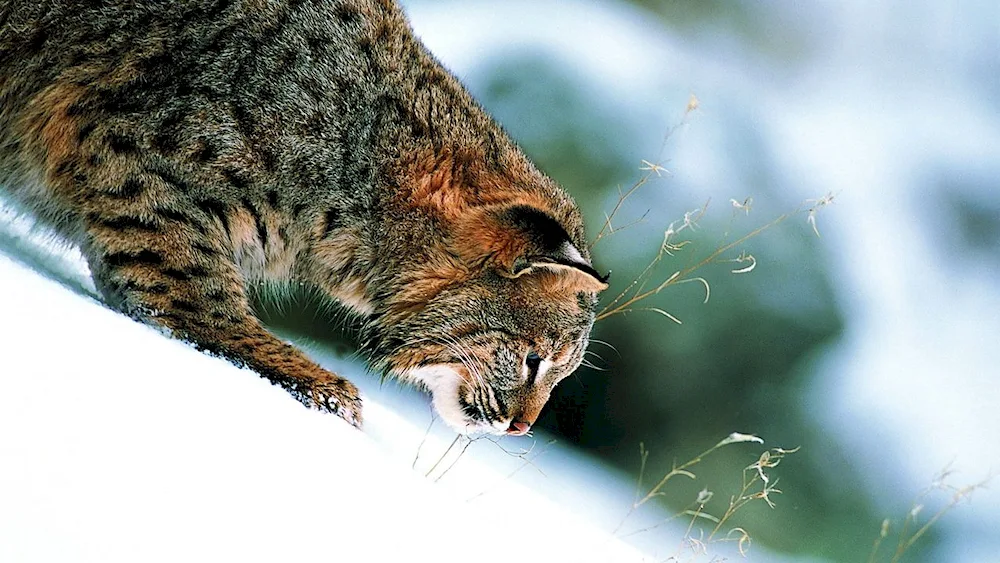 Bobcat Lynx