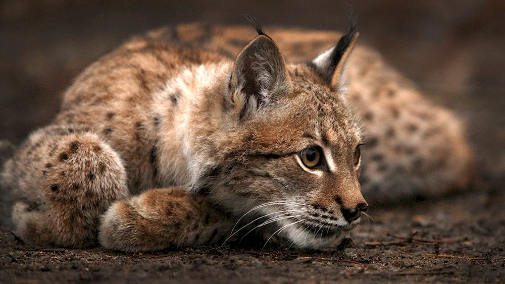 Bobcat Lynx