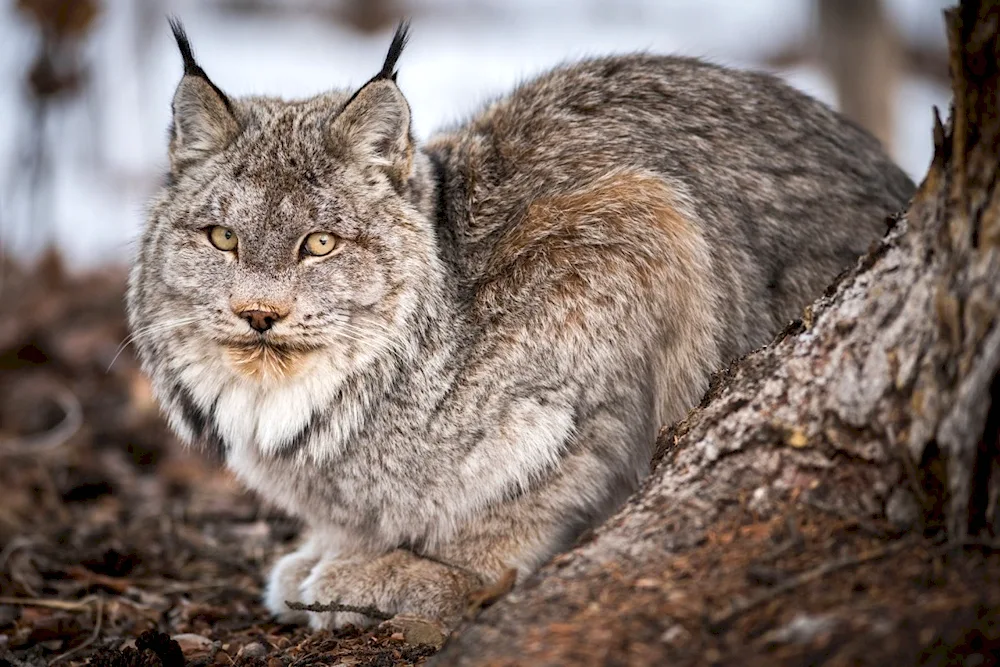 Bobcat Lynx