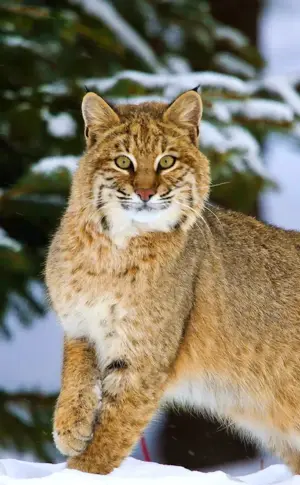Bobcat Lynx