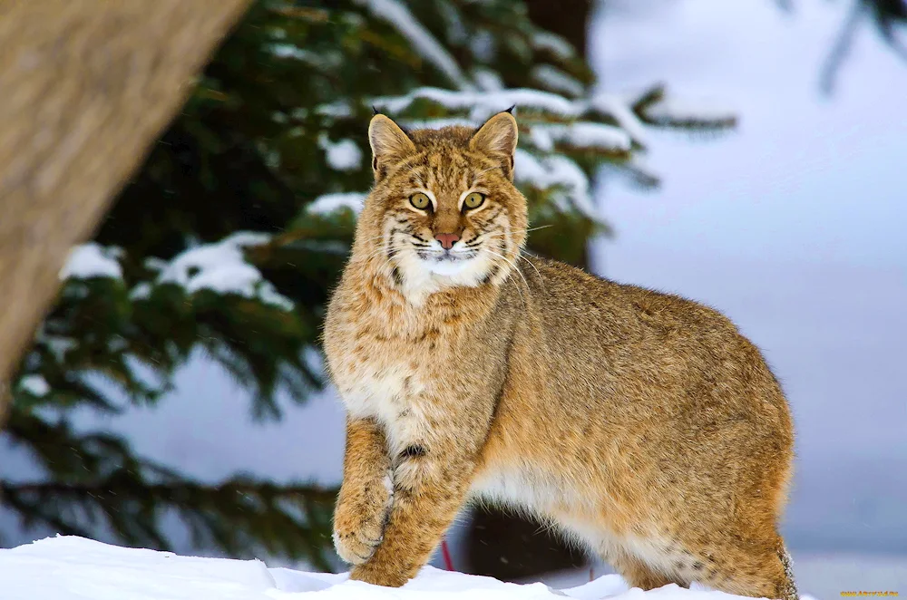 Bobcat Lynx