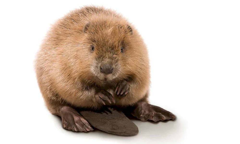 Picture of a beaver