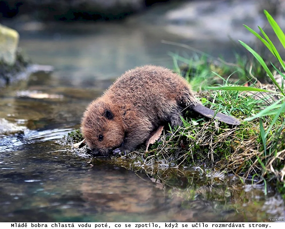 West Siberian River Beaver