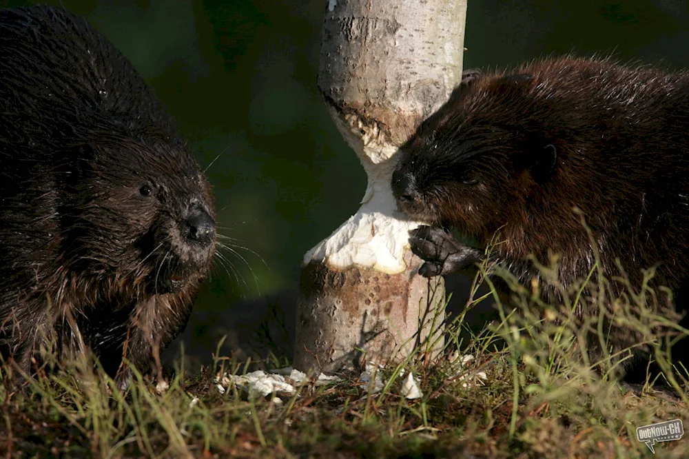 Canadian Beaver Castor canadensis