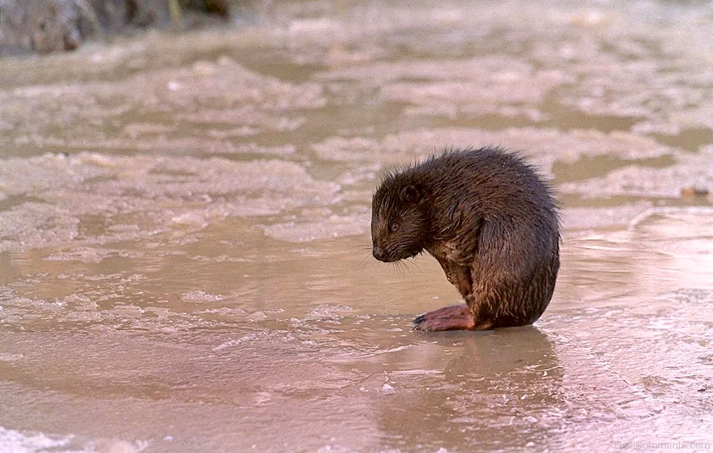 Beaver and beaver cubs