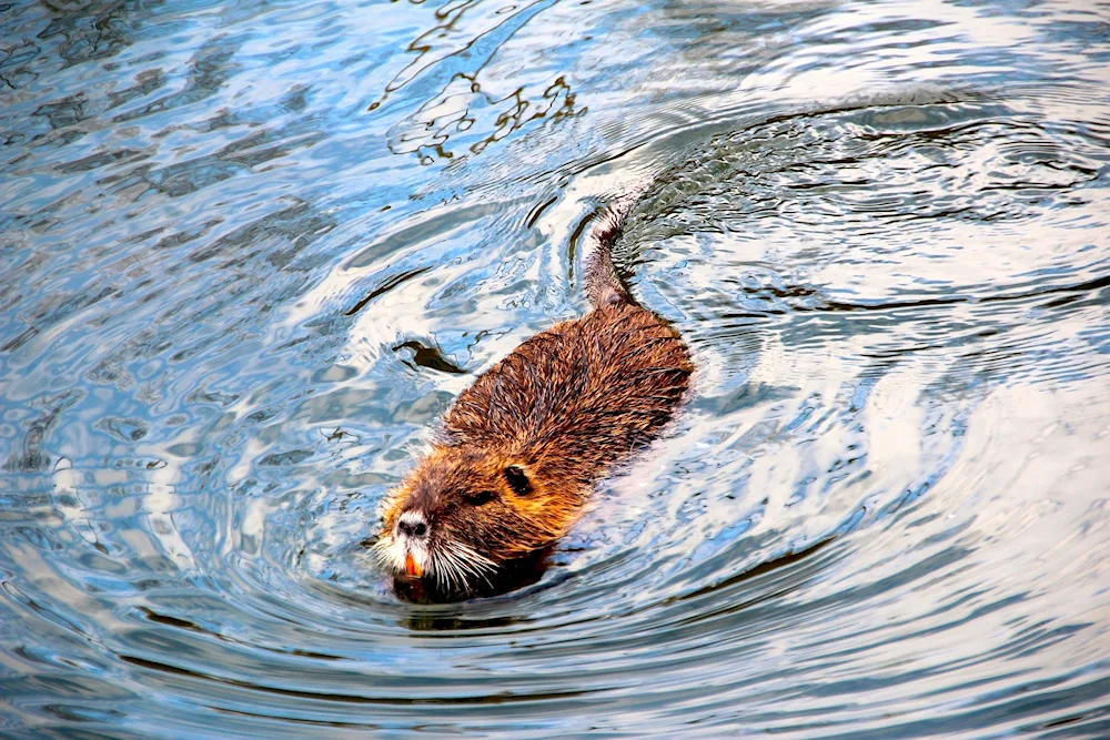 Beaver muskrat otter