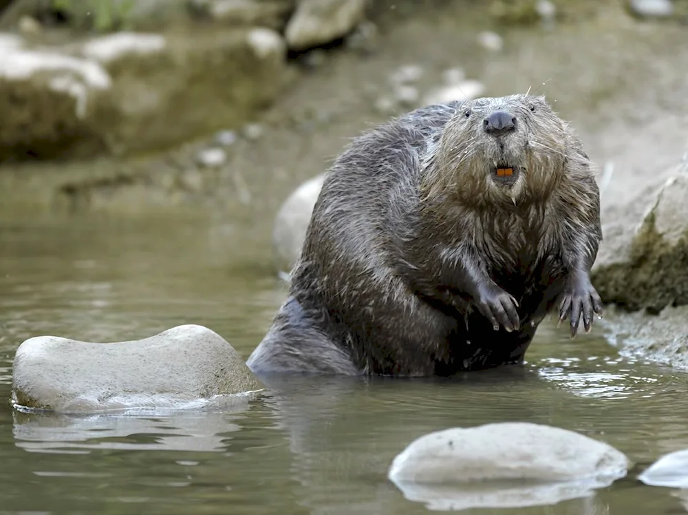 River Beaver