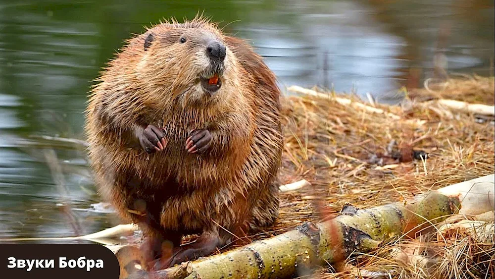 River Beaver