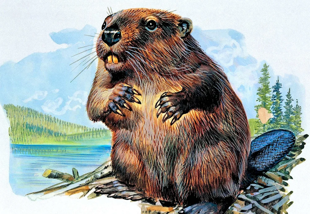 Beaver