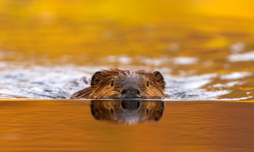 River beaver